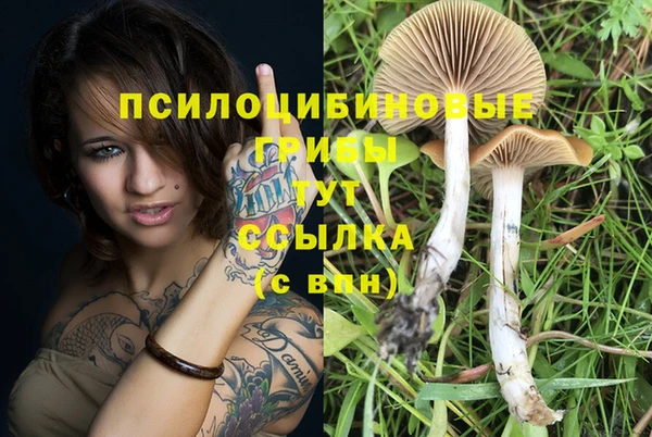 крисы Абаза